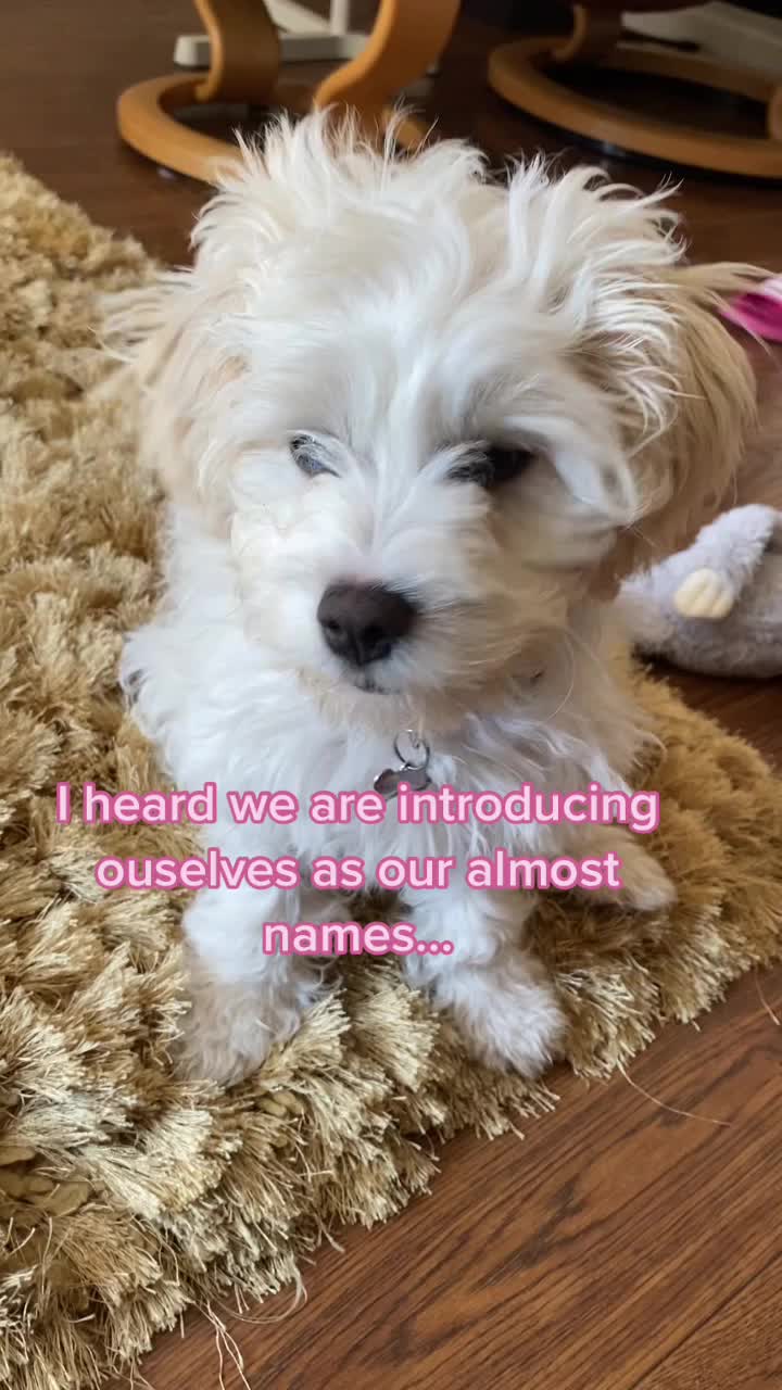 @🐕Fʟᴏssʏ🐕