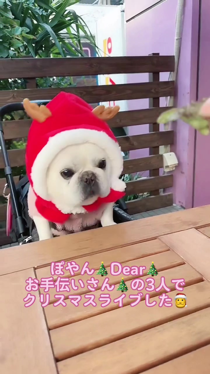 @フレンチブルドッグのPorco(ポルコ)🐷