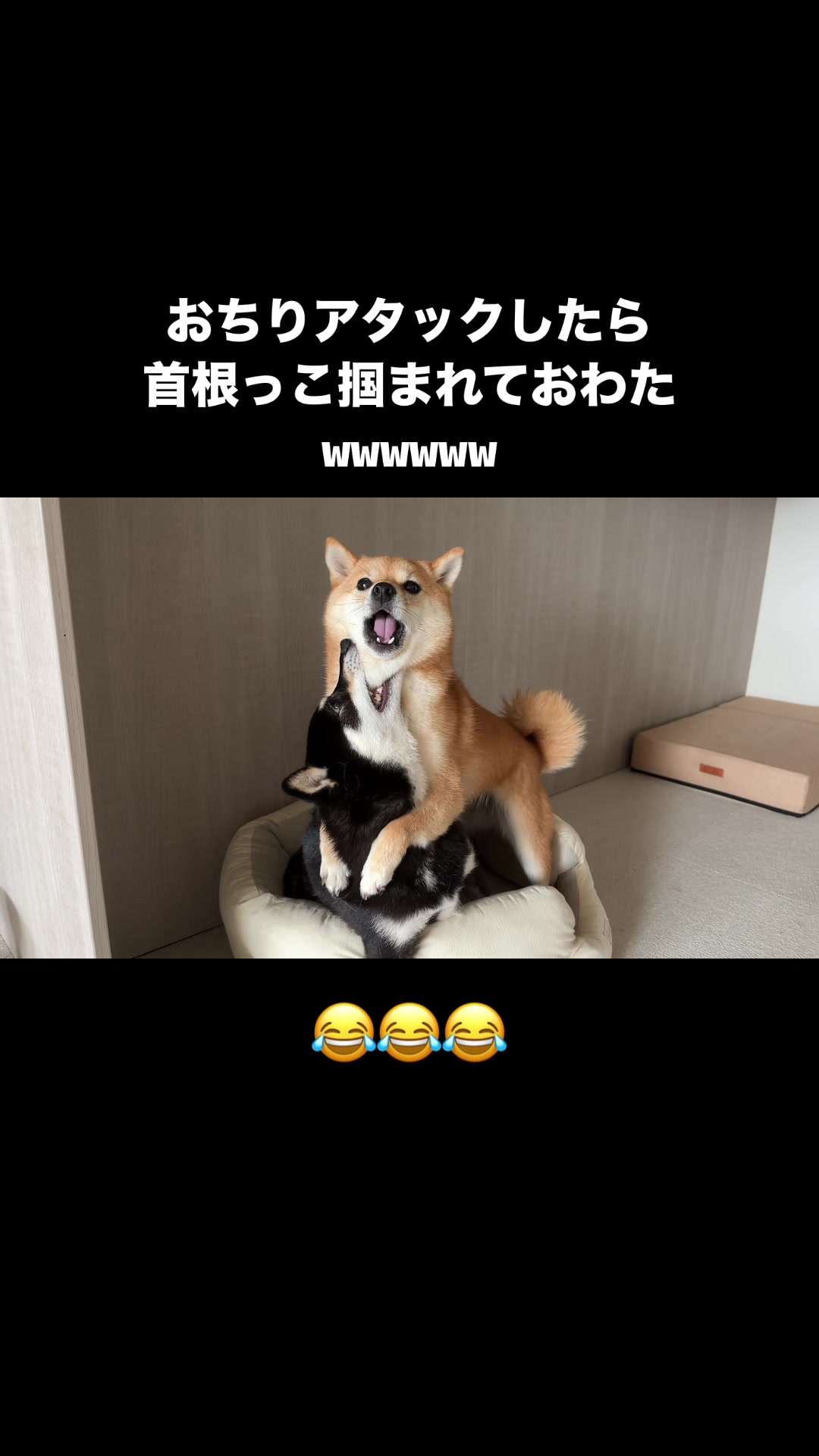 @豆柴あさのん🐻🦊