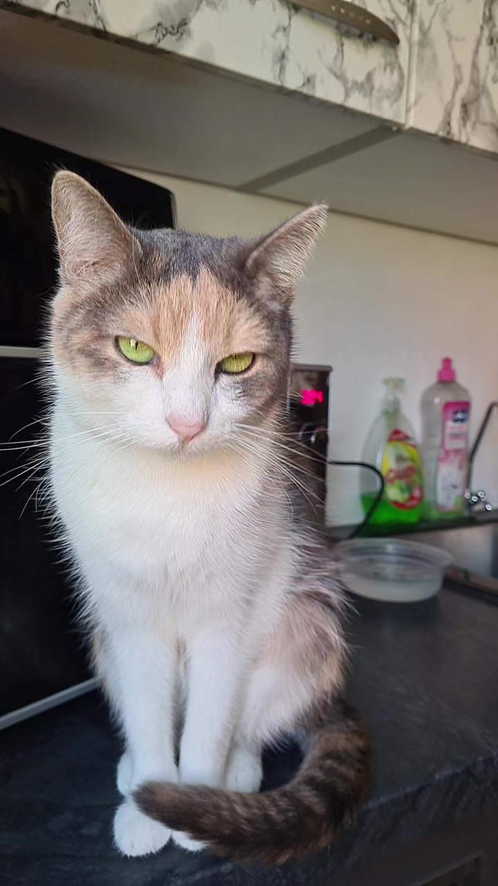 @5KidCat