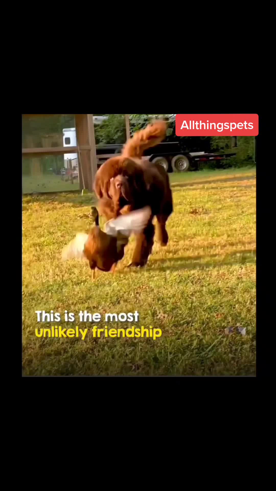 @Everything Pets