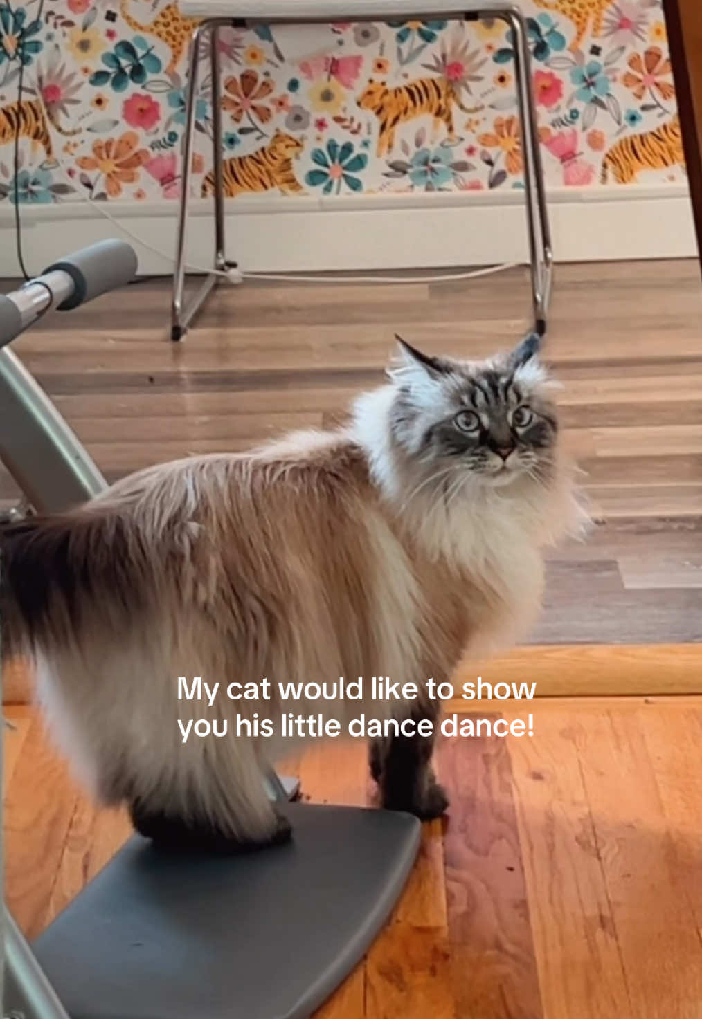 @My Cat Is People 🇨🇦