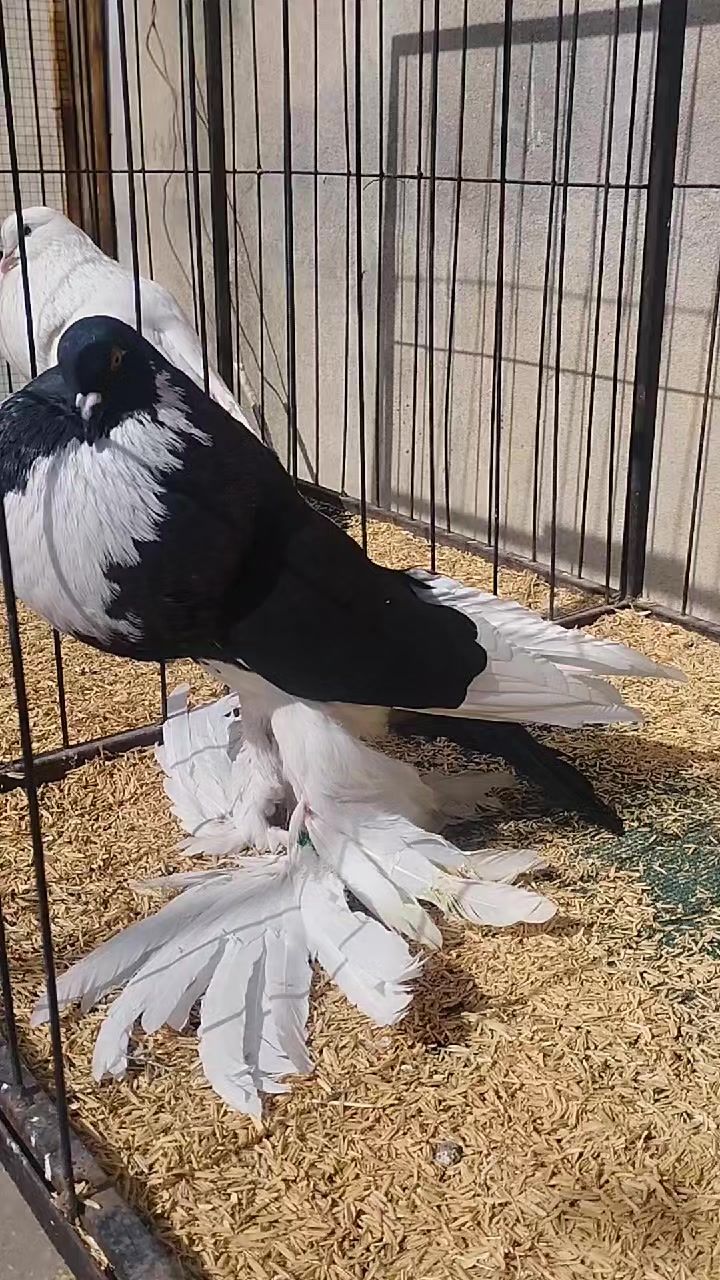 @EA Pigeons