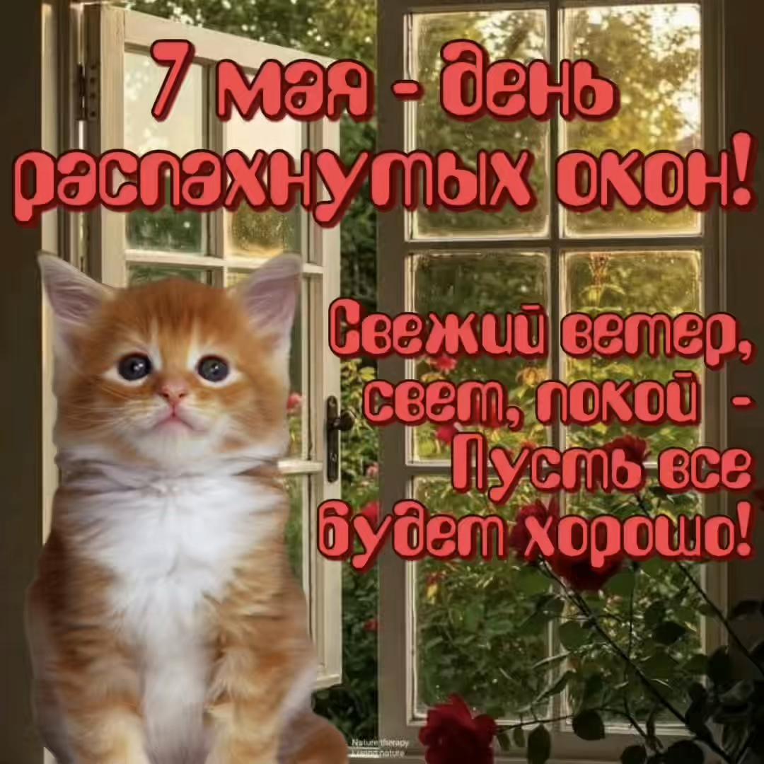 @котики на каждый день