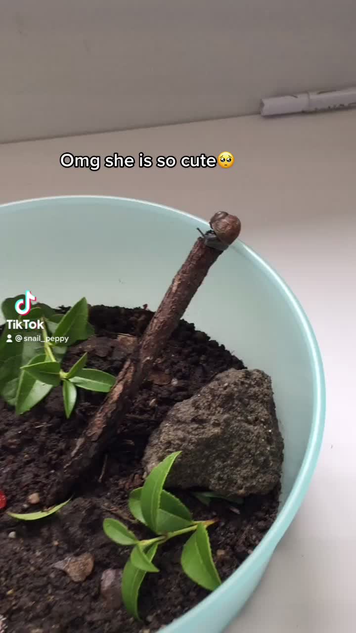 @Peppy the snail <3