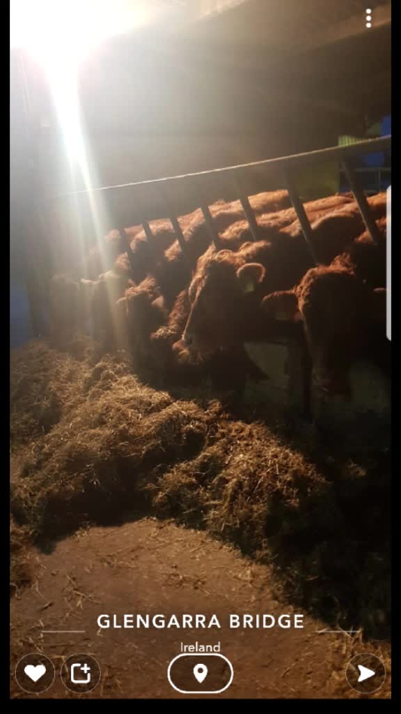 @flat out piking silage👌👍😂