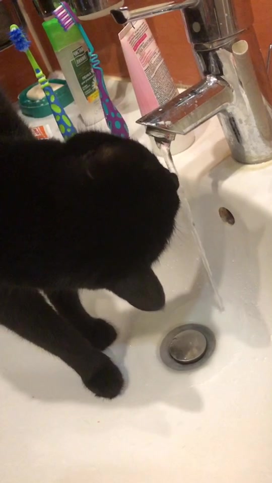 @Drinking_Cat