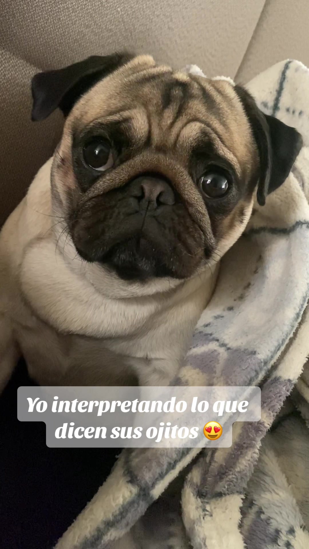 @Moka_lapug