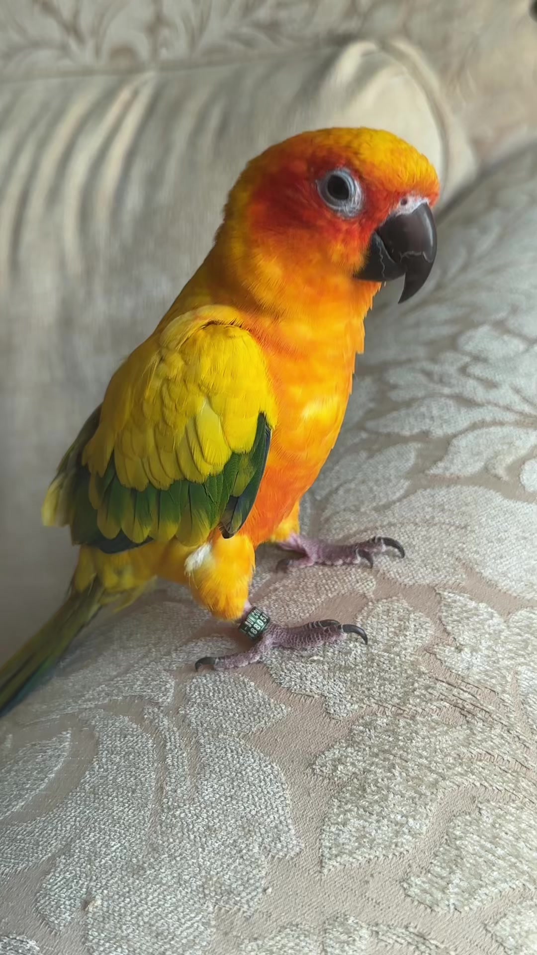@🦜SOROR🦜
