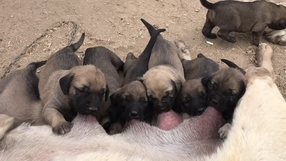 @Eray Sarıçiçek