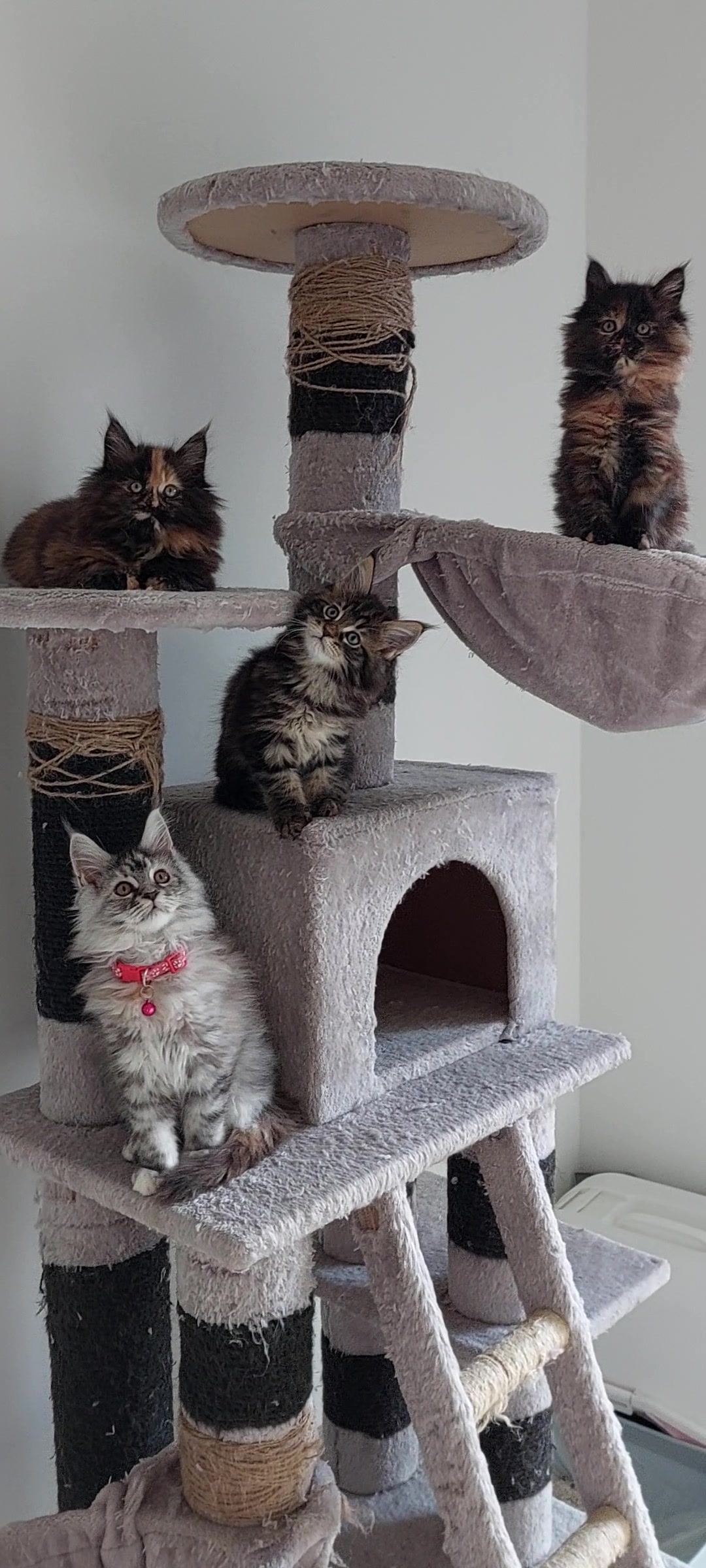 @mainecoonspalace