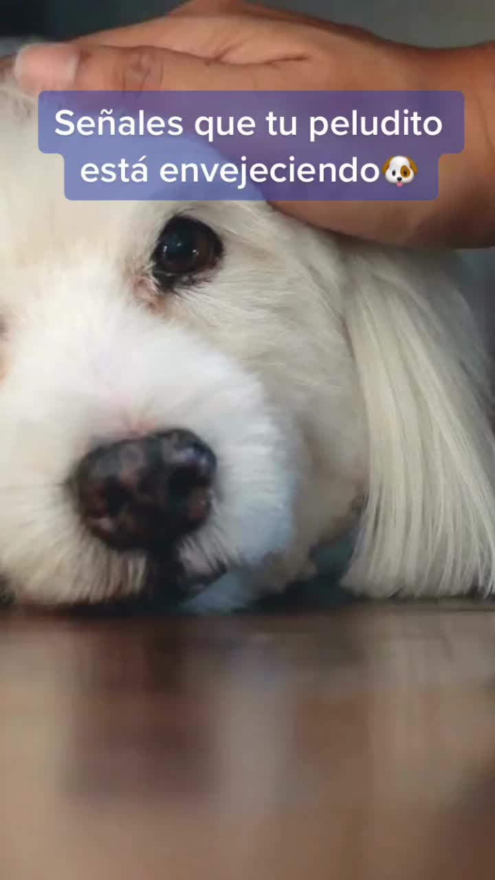@mascotasfelices