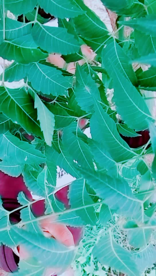 @💠💠Banjara Tigar💠?