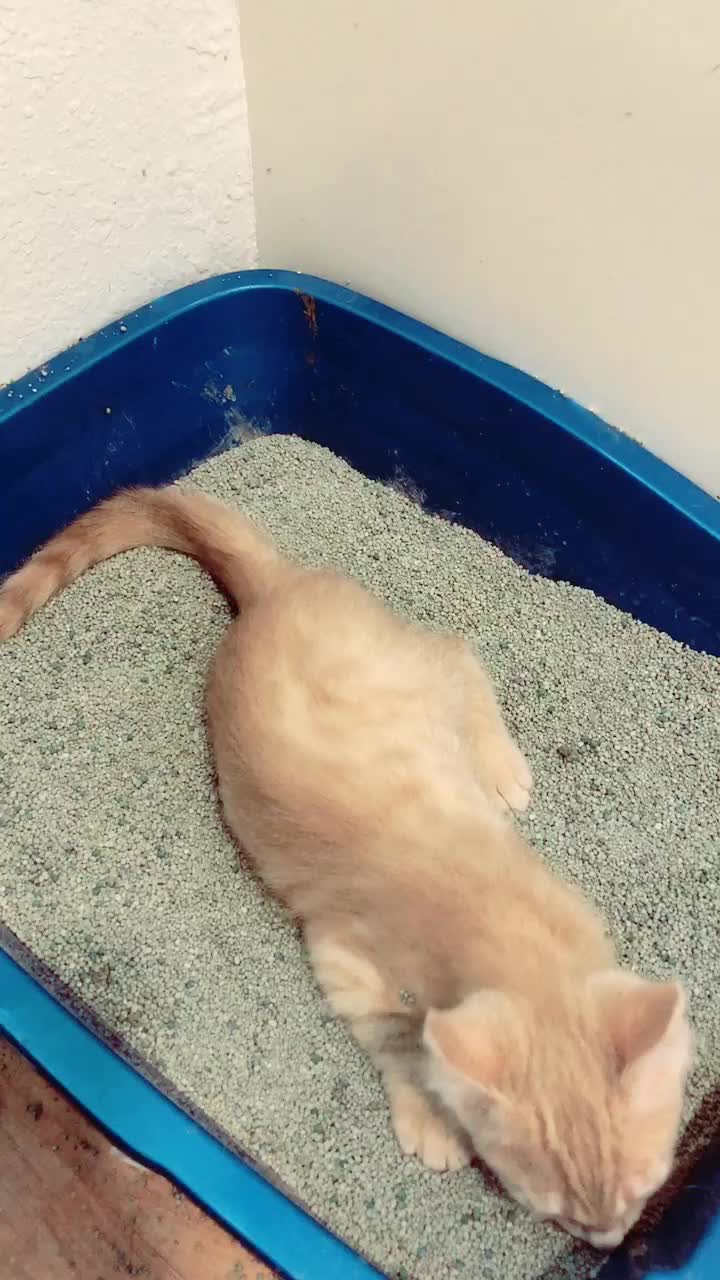 @Catmomming