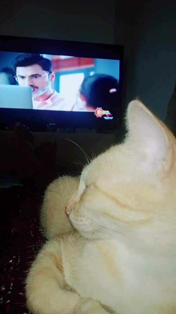 @കുഞ്ഞി..🐈