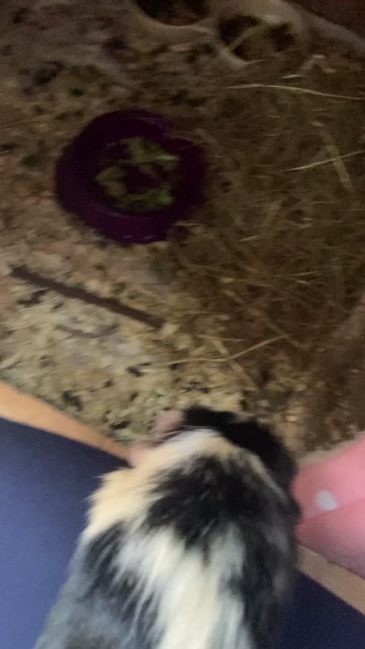 @Guinea pig tricks 🐹👍