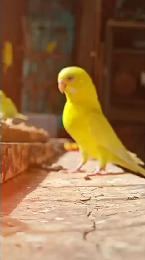 @šÿãpä qüèèñ