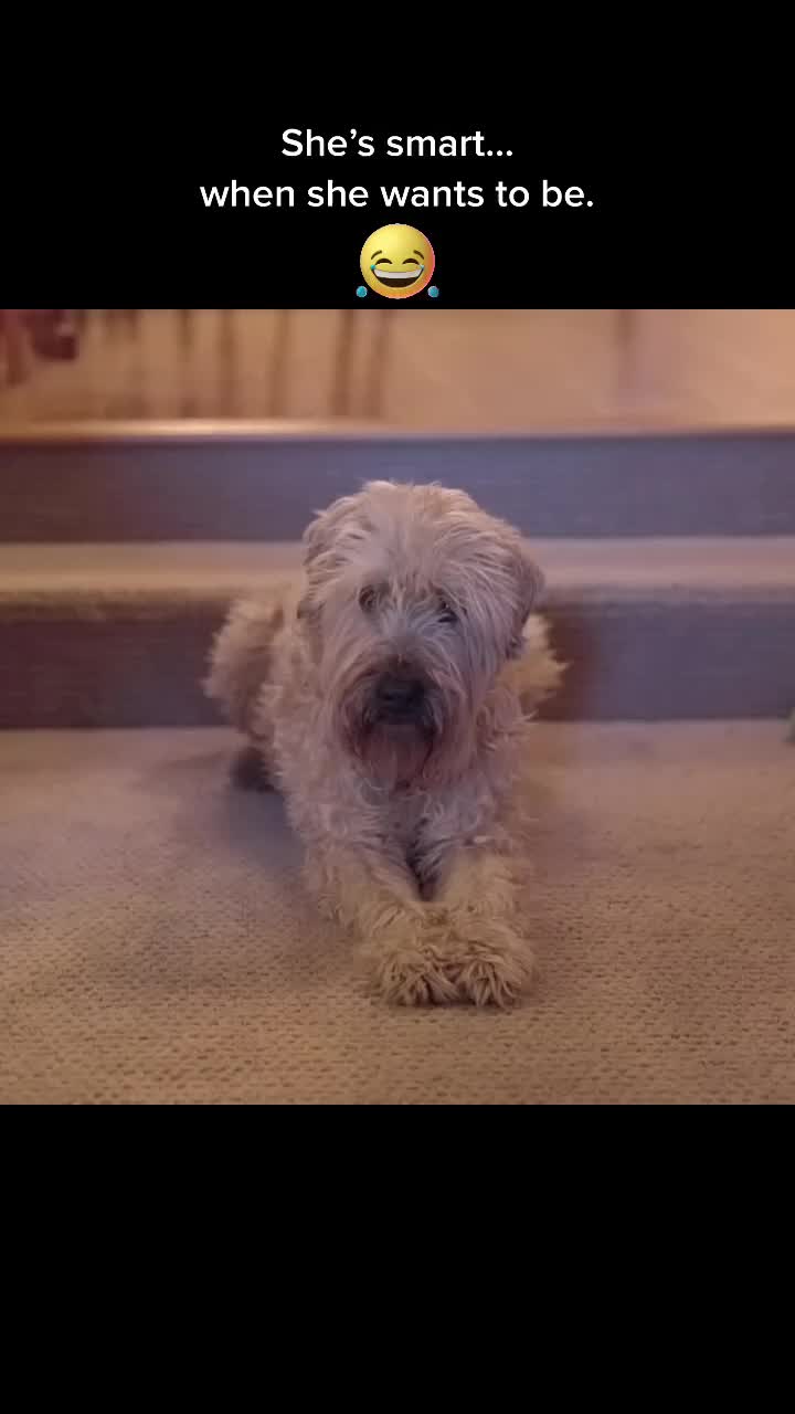 @tiktok