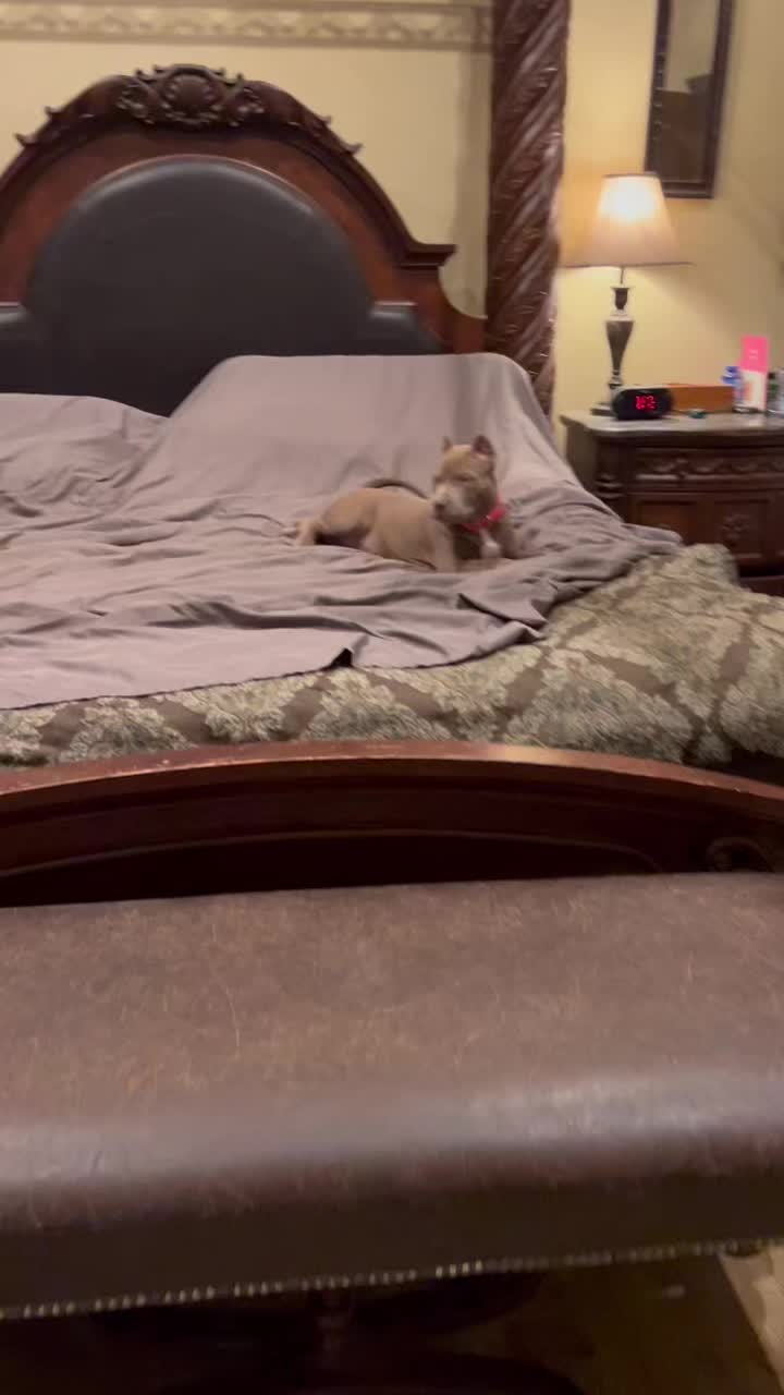 @Mount_Ruckus_Kennels
