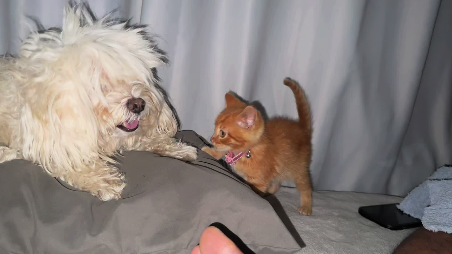 @Chiquito, Coco and the cat