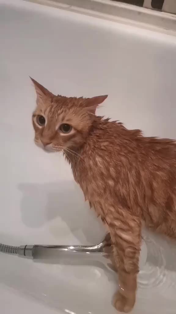 @Пбиджик