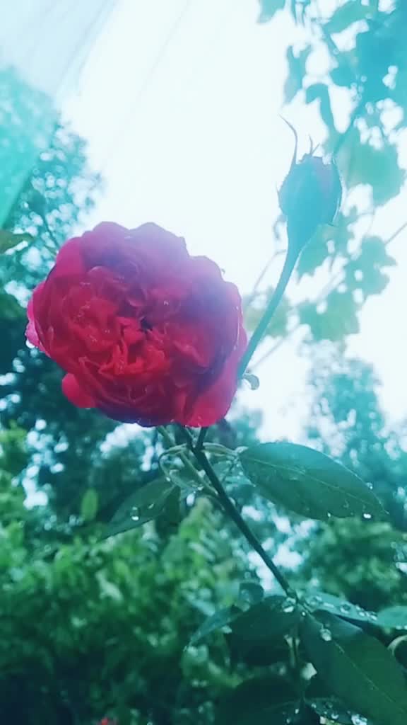 @Reshma