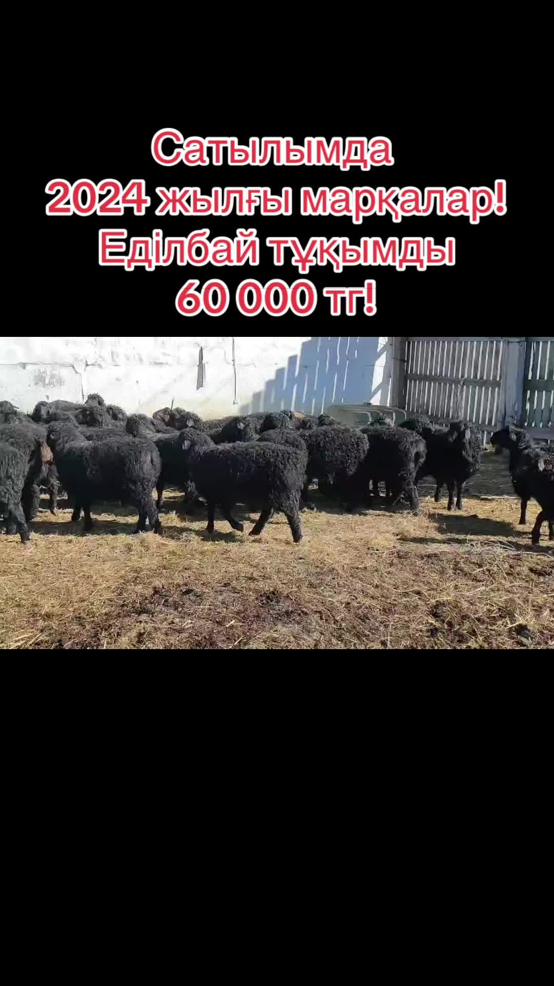 @QAZAQ_QOY