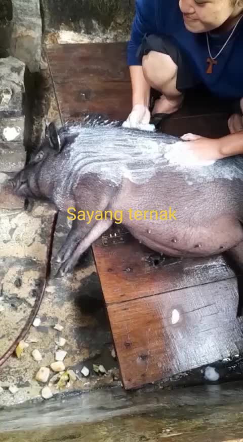 @Masprin Hasugian
