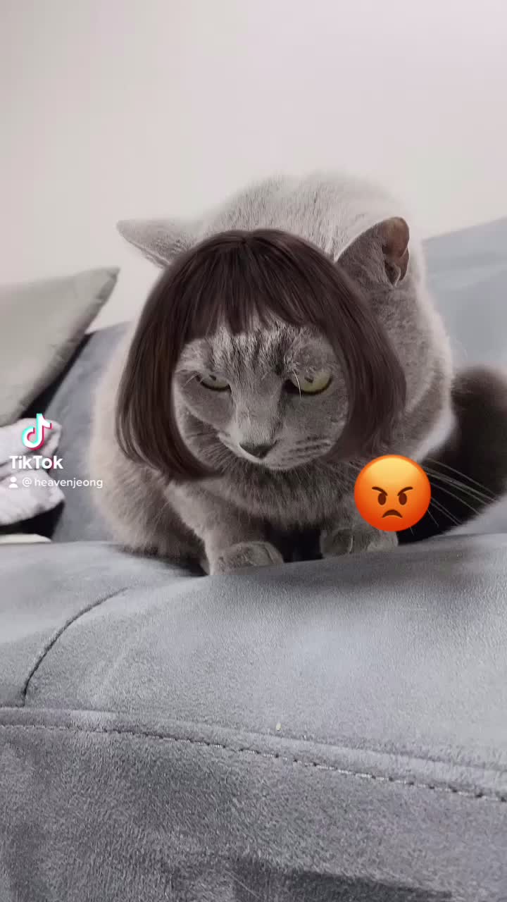 @별이집사😻