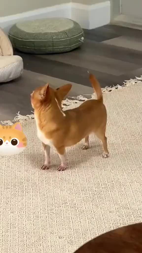 @linjinhua