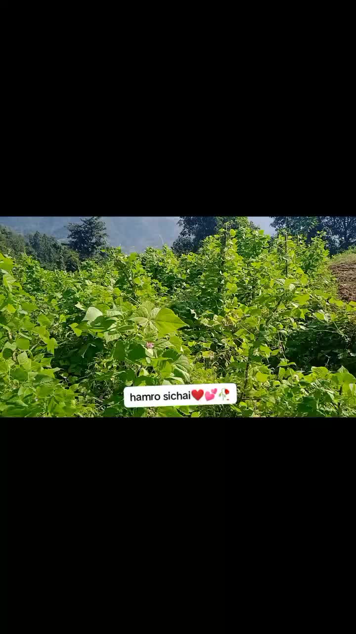@비로즈.타망