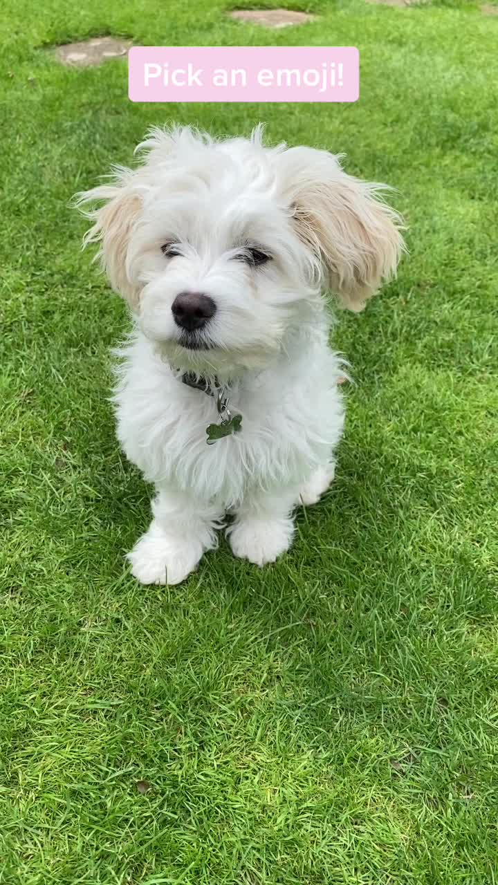@🐕Fʟᴏssʏ🐕