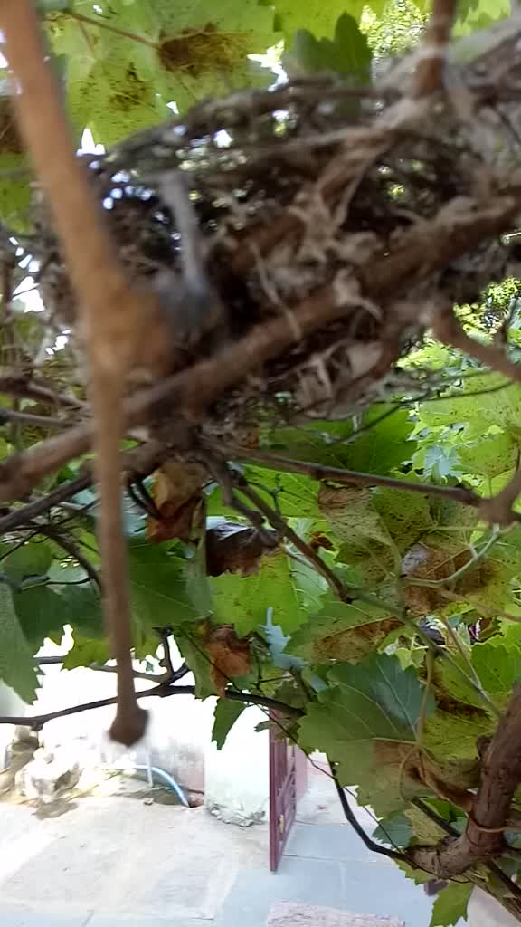 @mogulaganirajesh444