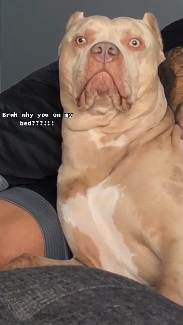 @Ghost the Bully