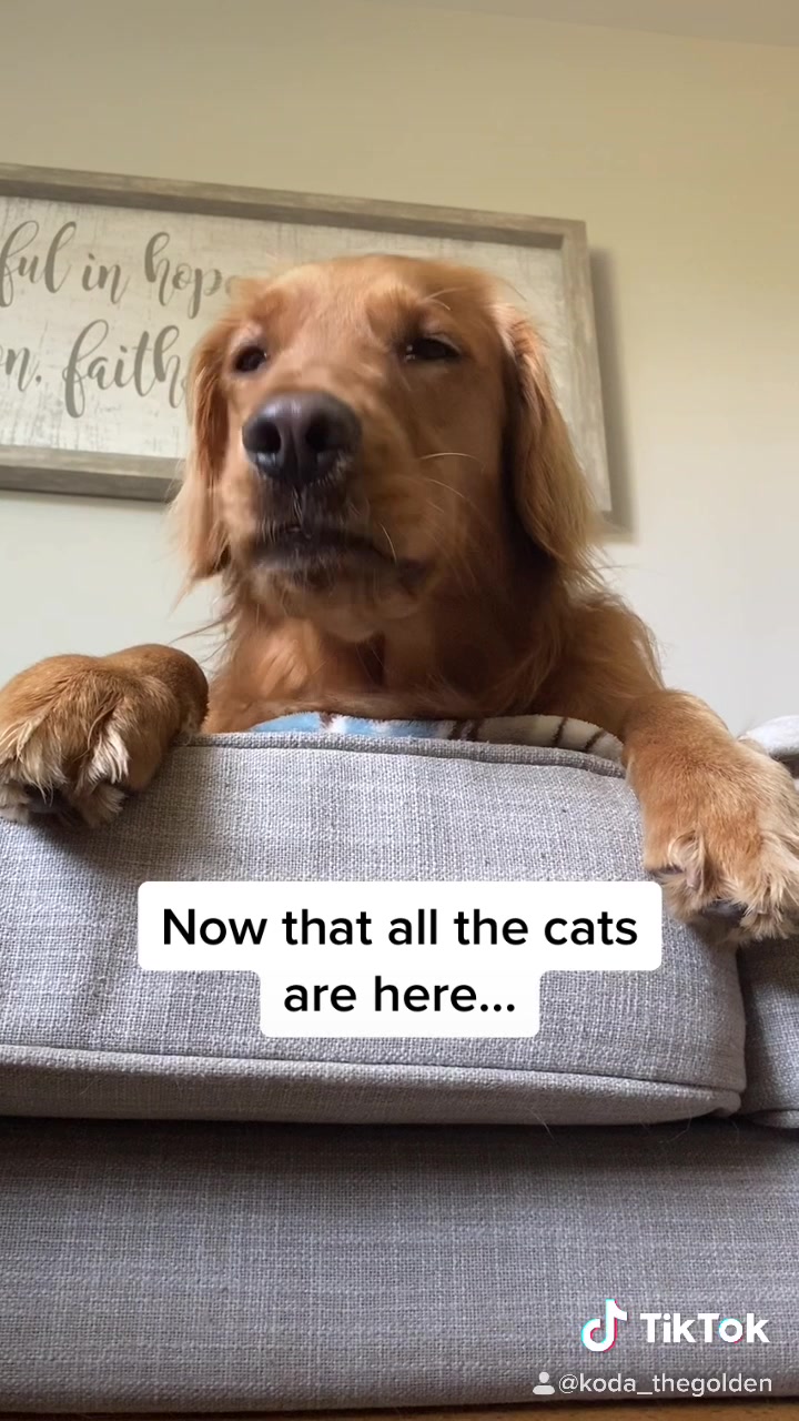 @Koda the Golden