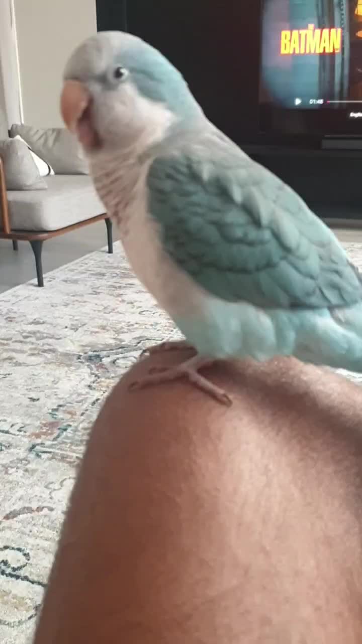 @Funnyparrotboys