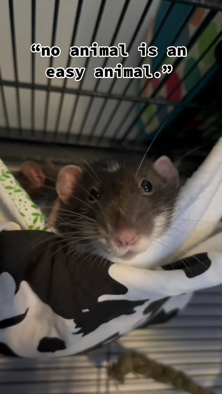 @Mini Mischief
