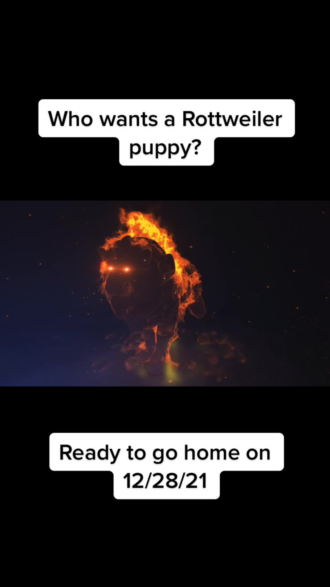 @Son of a KING K9