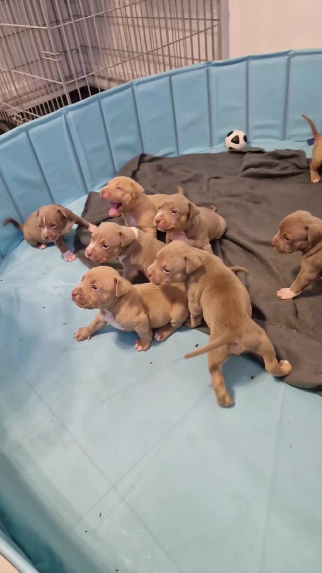 @Baby'sNala