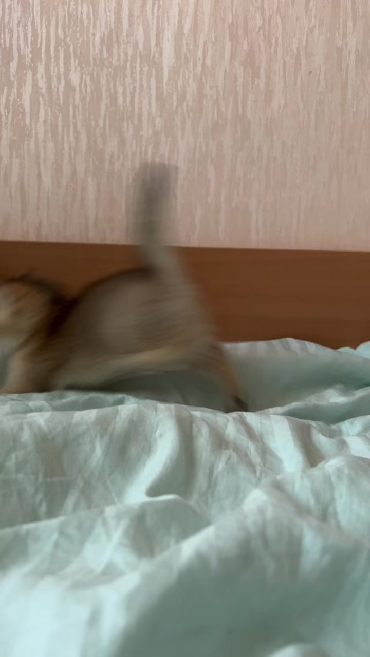 @🐈