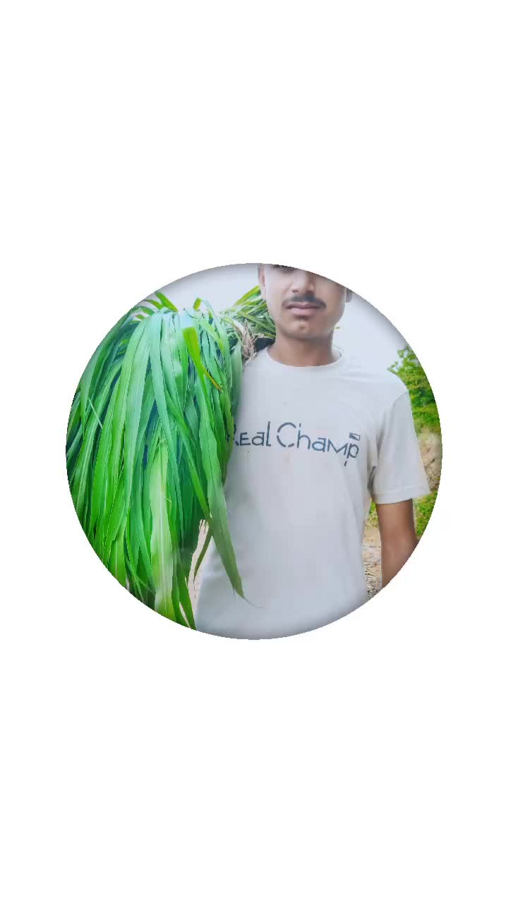 @harish mandloi