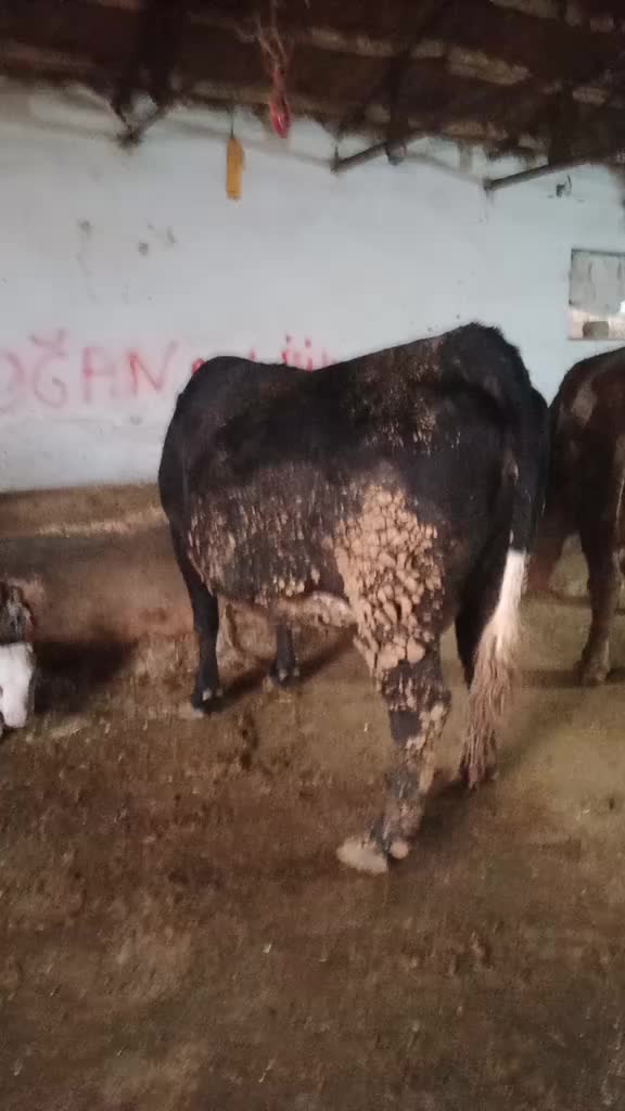 @şahin Akdoğan