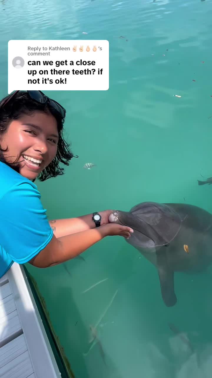 @dolphinconnection