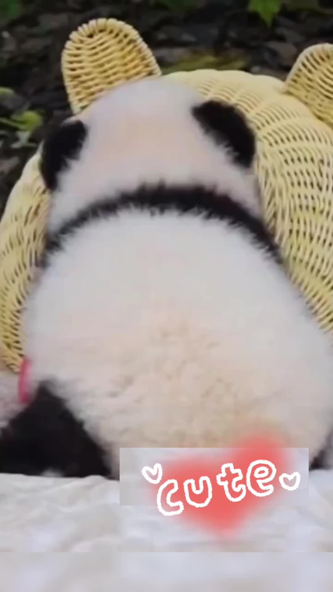 @meowhhcdntb