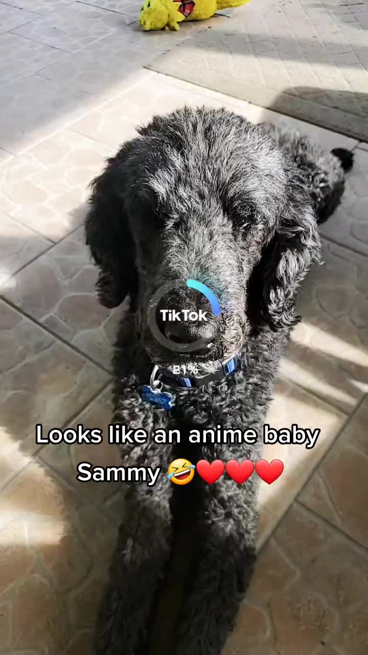 @SammyDoodle🙂