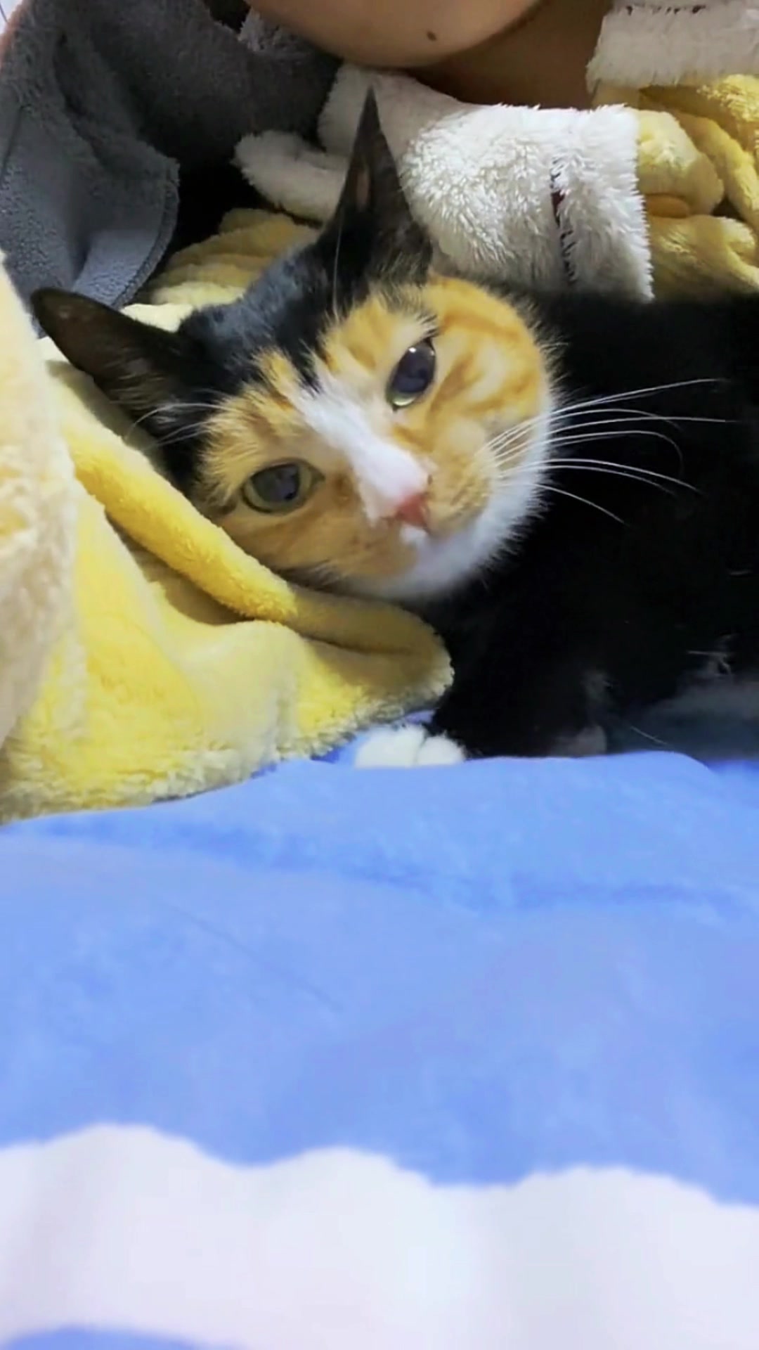 @Cute_kitten