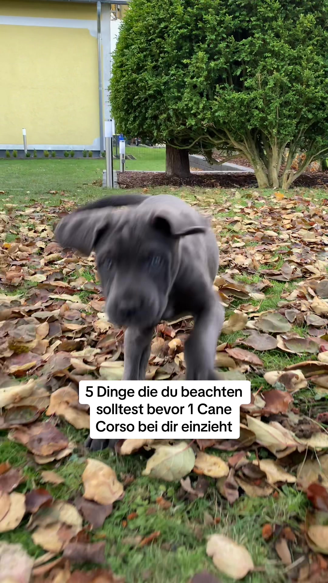 @BruceXcorso