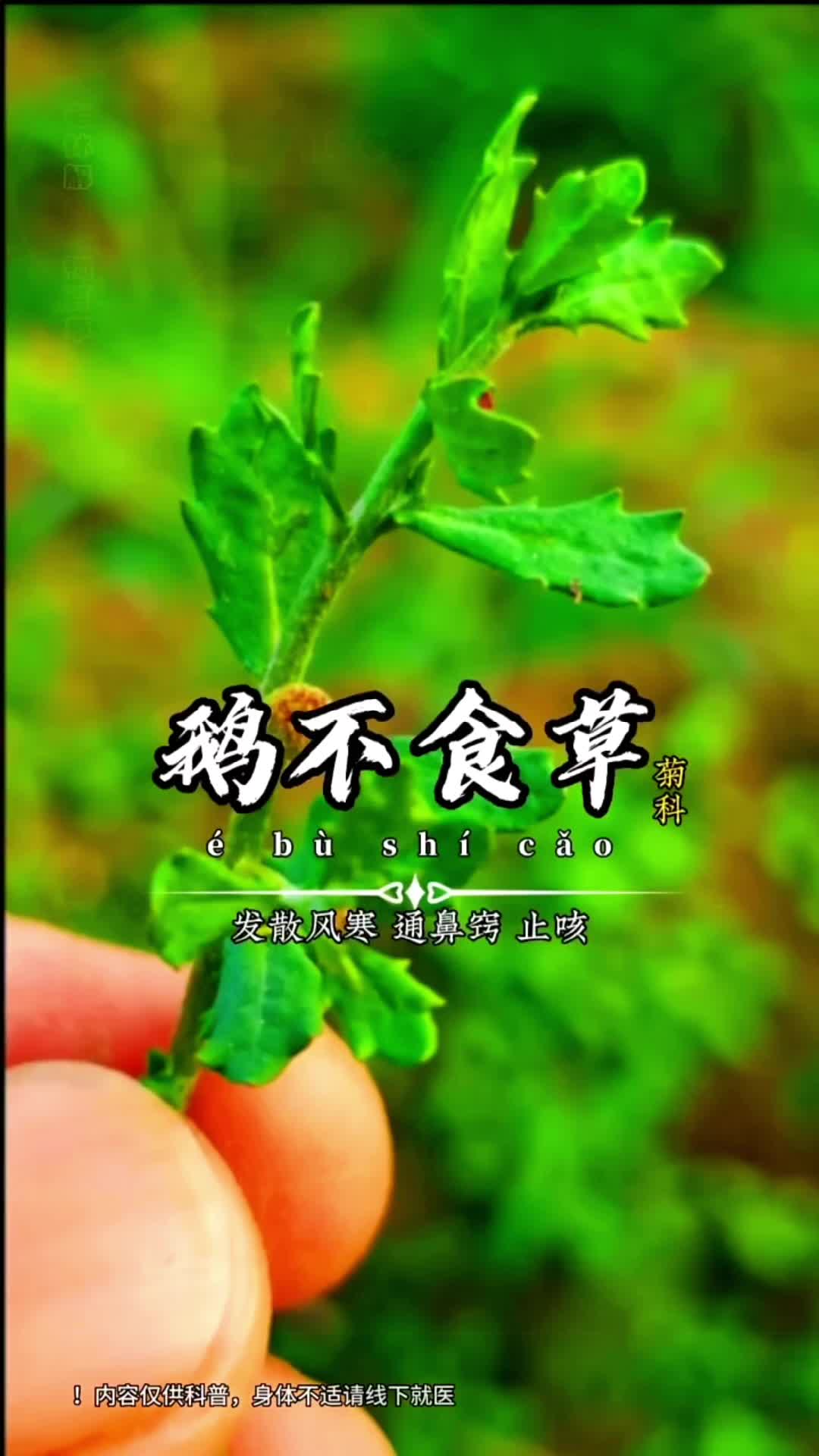 @laotang中医世家