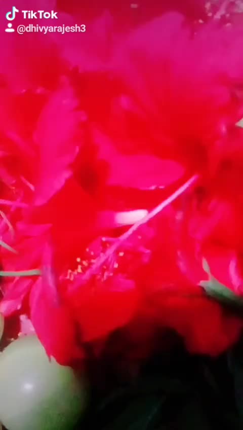 @dhivyarajesh3