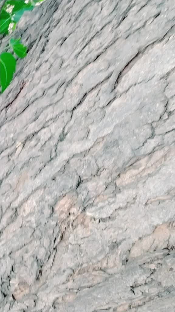 @kattrbhimachawag 358